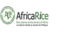 AFRICA RICE